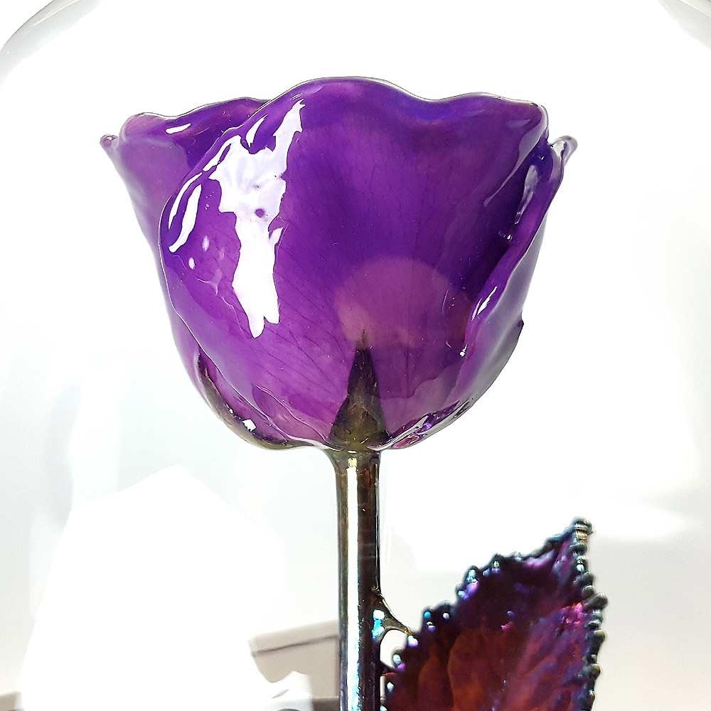 Forever Rose USA Brand - The Beauty and The Beast Rose - Enchanted Rose - This is a Real Rose! … (Purple)