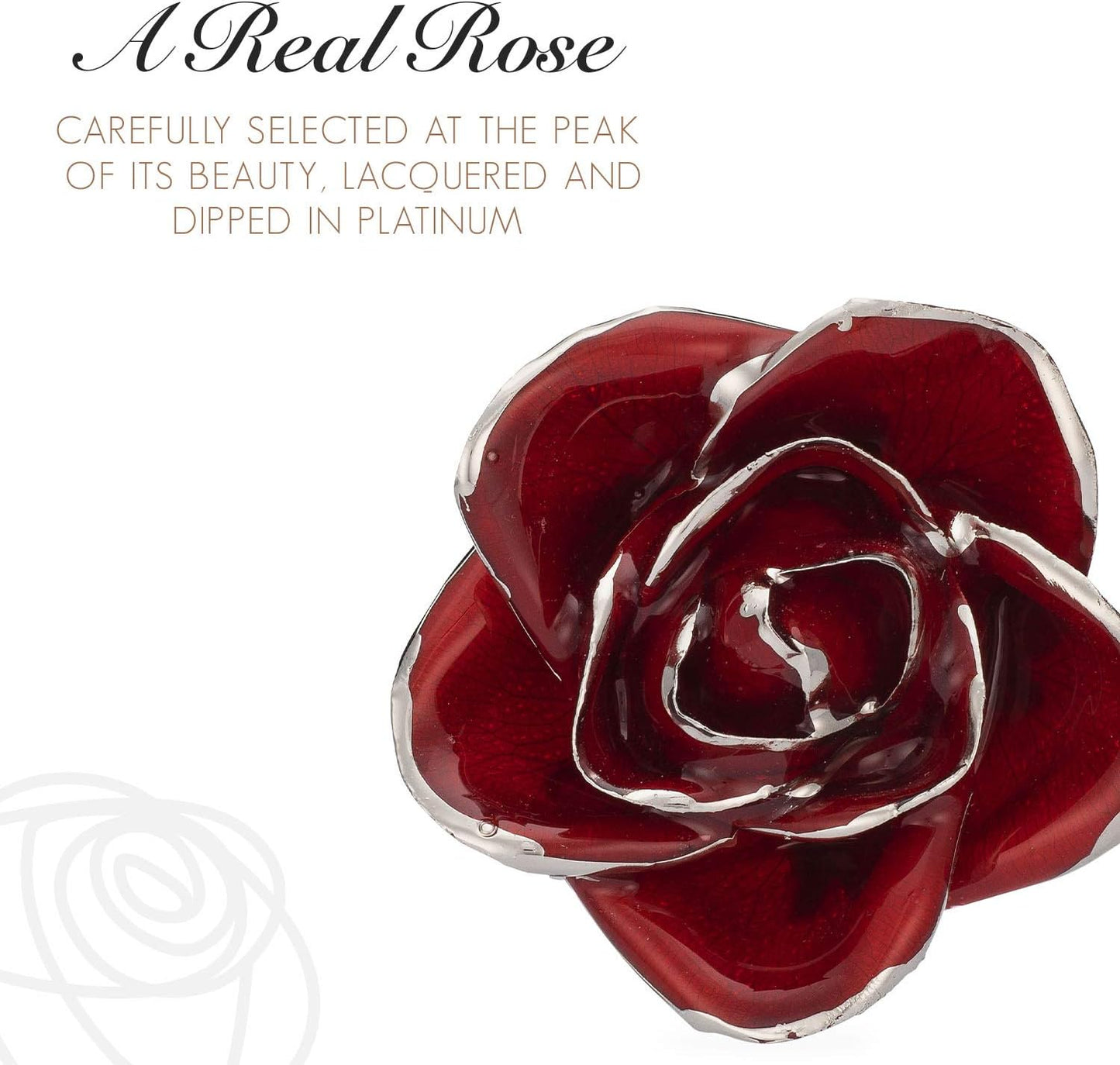 Forever Rose Real Red Rose, Genuine One of a Kind Rose Hand Dipped in Lacquer & Trimmed in Platinum