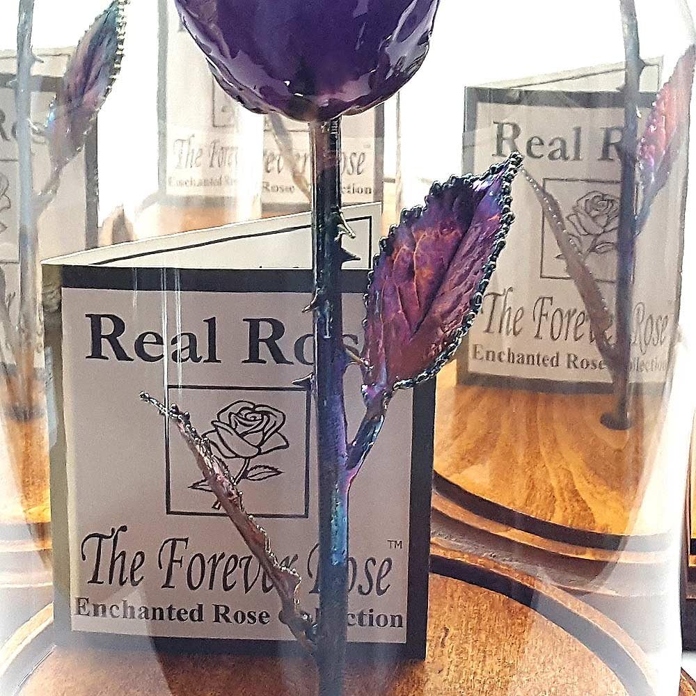 Forever Rose USA Brand - The Beauty and The Beast Rose - Enchanted Rose - This is a Real Rose! … (Purple)